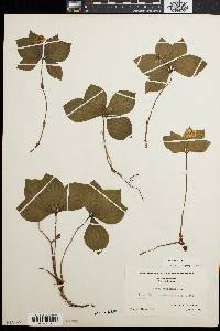 Cornus canadensis image