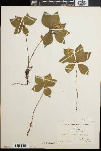 Cornus canadensis image