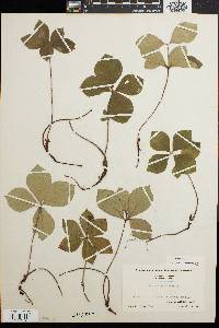 Cornus canadensis image