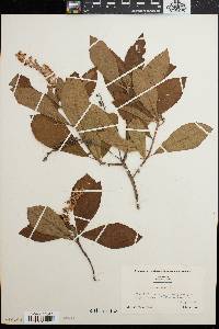 Clethra alnifolia image