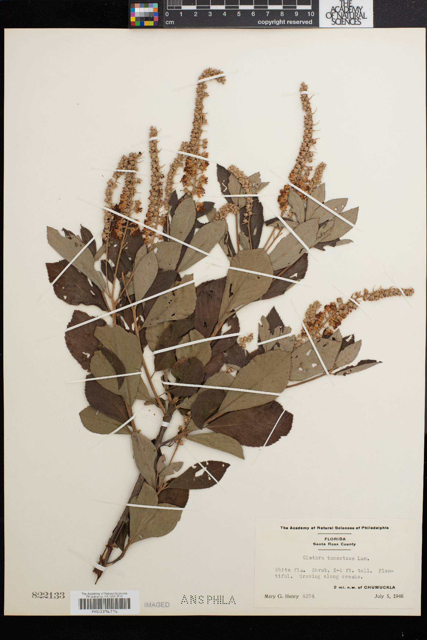 Clethra tomentosa image