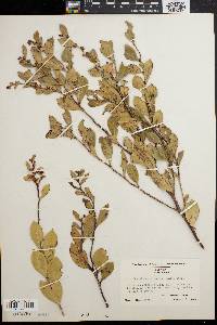 Desmothamnus lucidus image