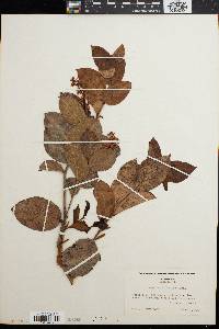 Gaultheria shallon image