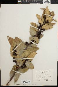 Leucothoe acuminata image