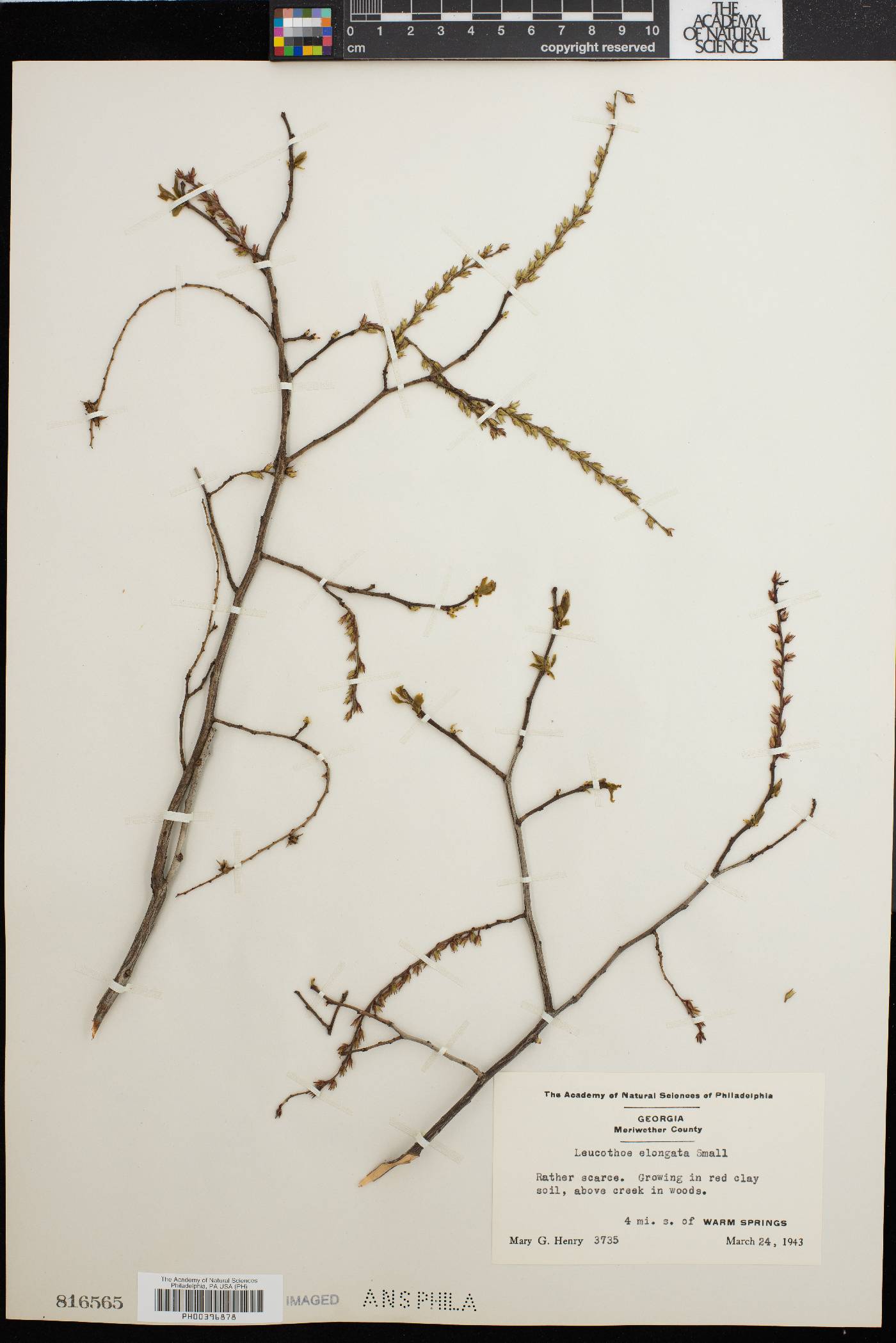 Leucothoe elongata image