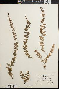 Vaccinium crassifolium image