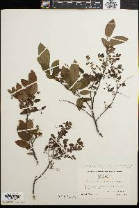 Vaccinium stamineum var. neglectum image