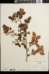 Vaccinium vacillans image