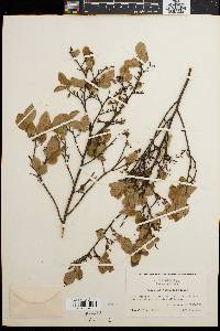 Vaccinium vacillans image