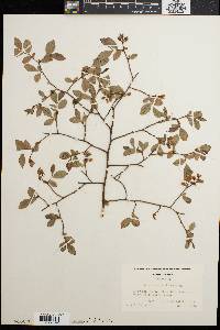 Vaccinium vacillans image