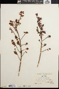 Vaccinium vacillans image