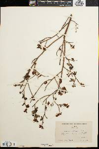 Vaccinium vacillans image