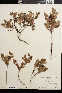 Vaccinium vacillans image