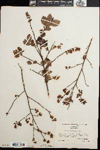 Vaccinium vacillans image