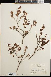 Vaccinium vacillans image