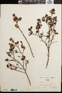 Vaccinium vacillans image