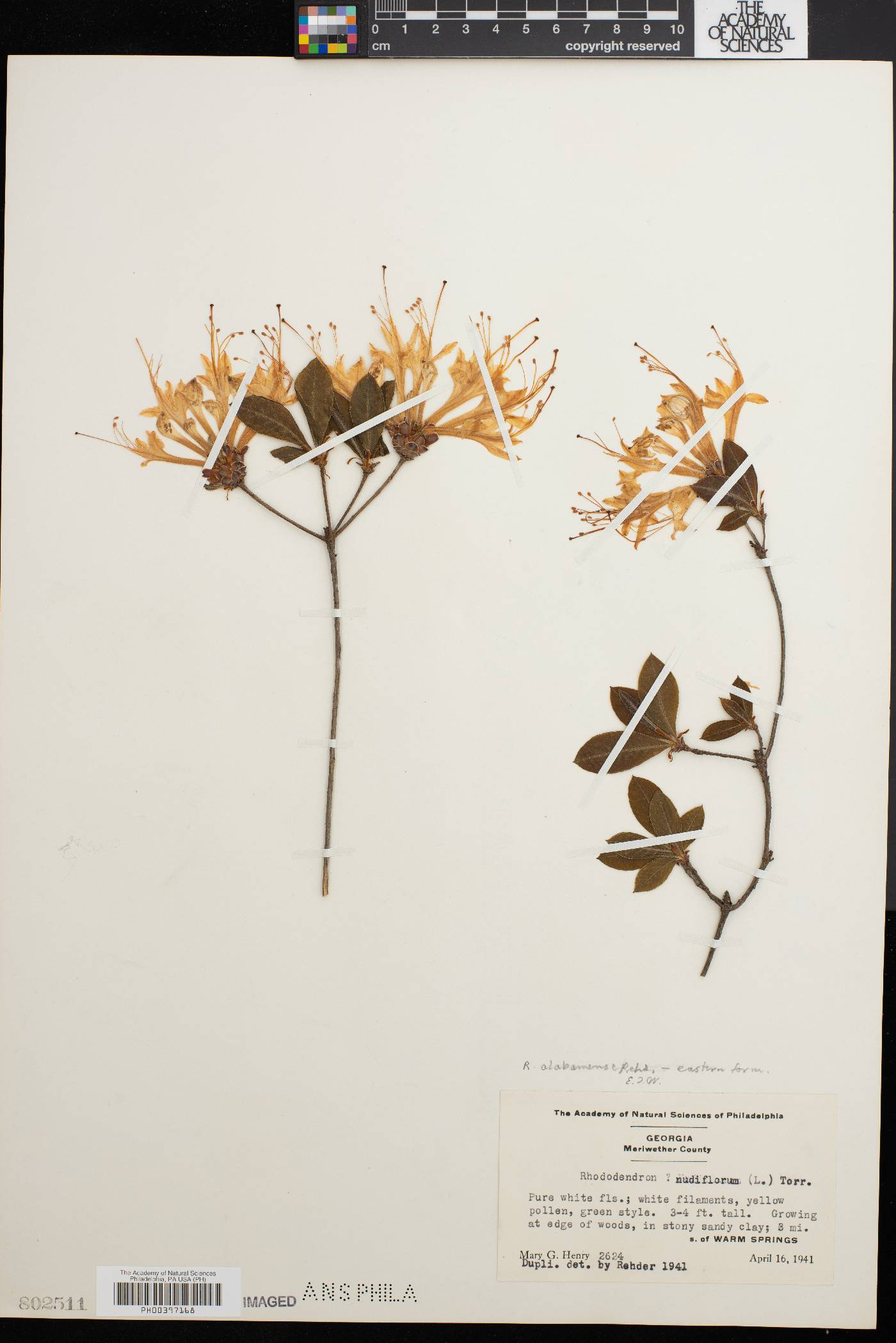 Rhododendron alabamense image