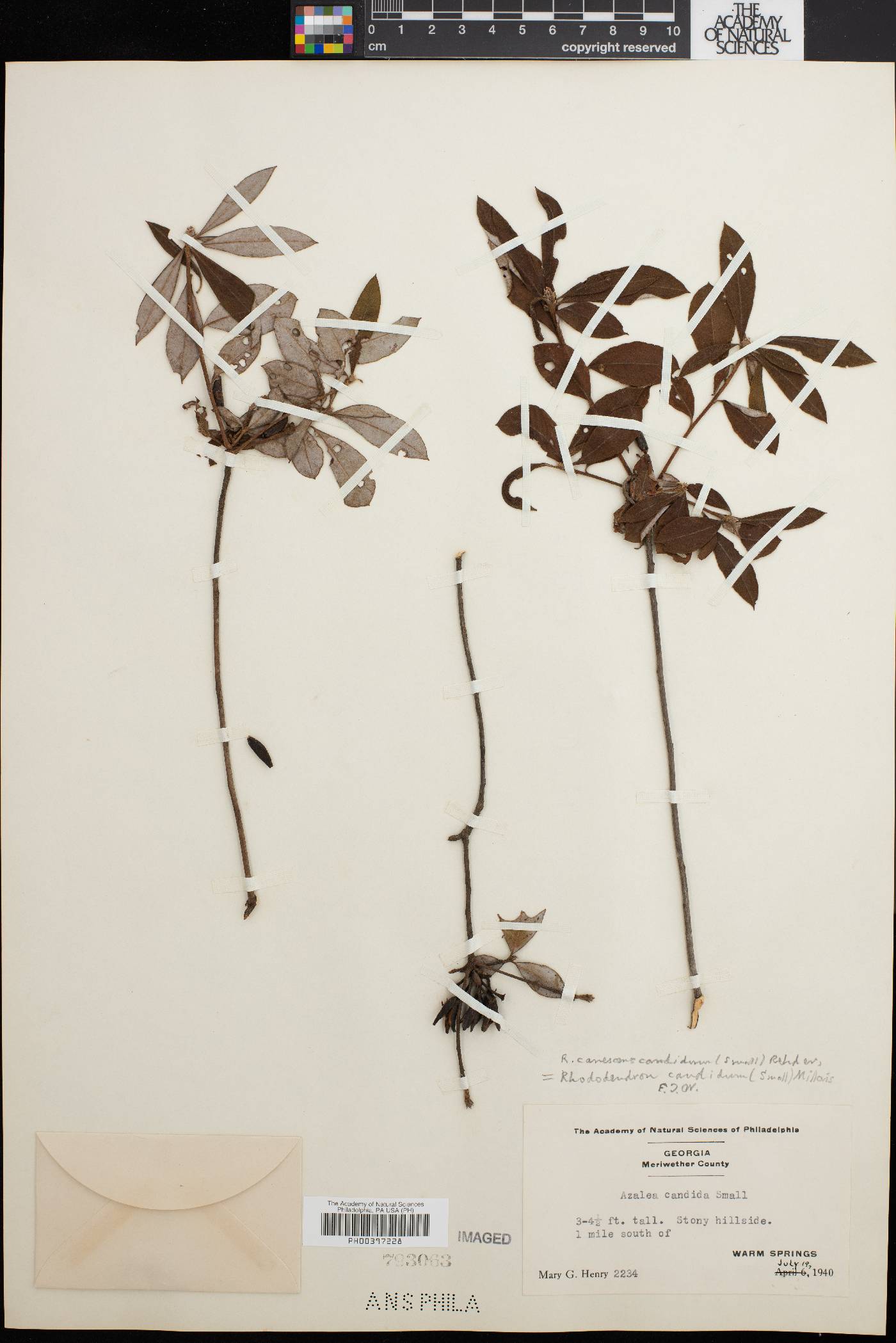 Rhododendron candidum image