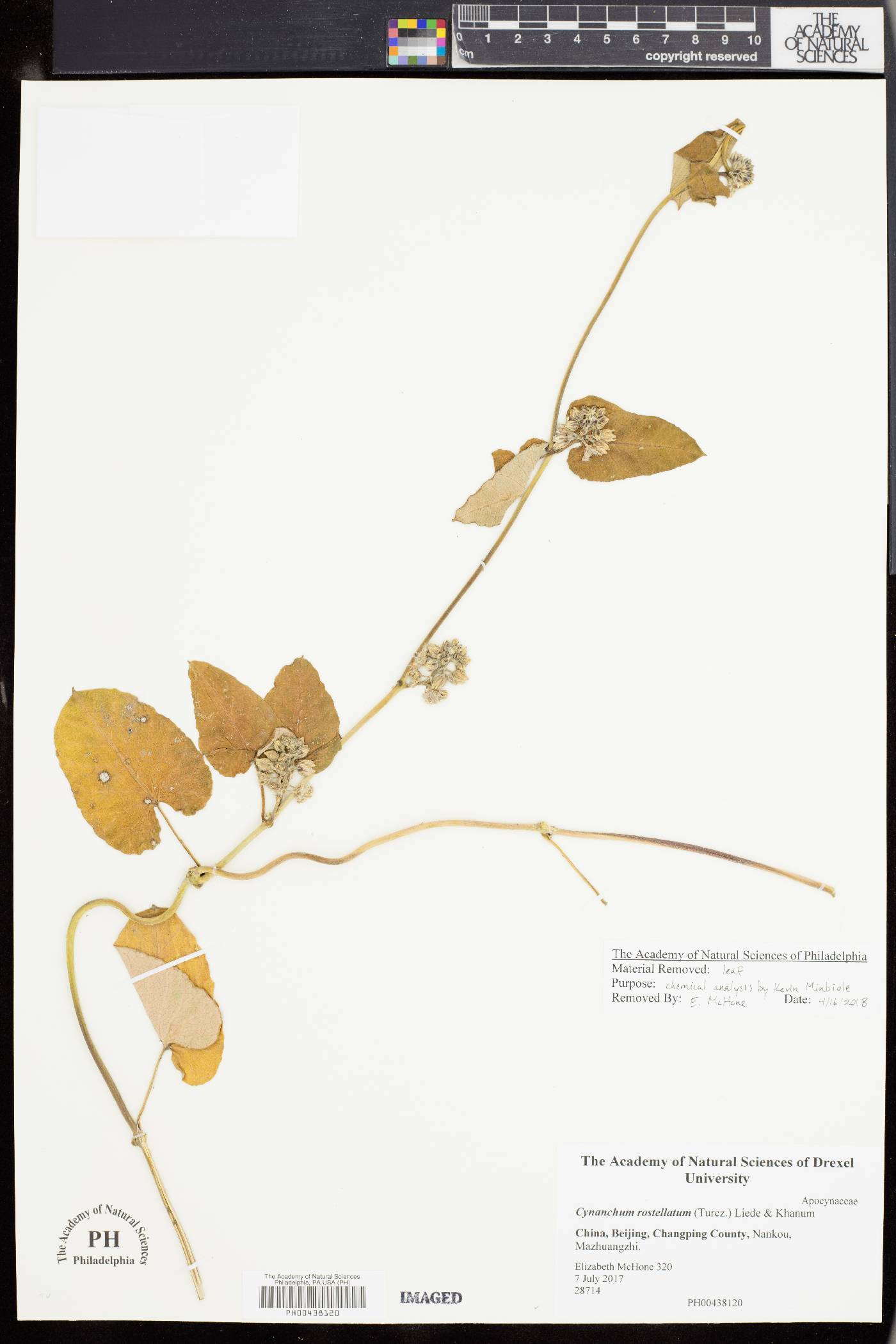 Cynanchum rostellatum image