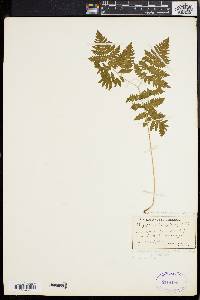 Gymnocarpium dryopteris image