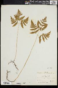 Gymnocarpium dryopteris image