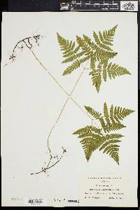 Gymnocarpium dryopteris image