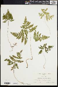 Gymnocarpium dryopteris image