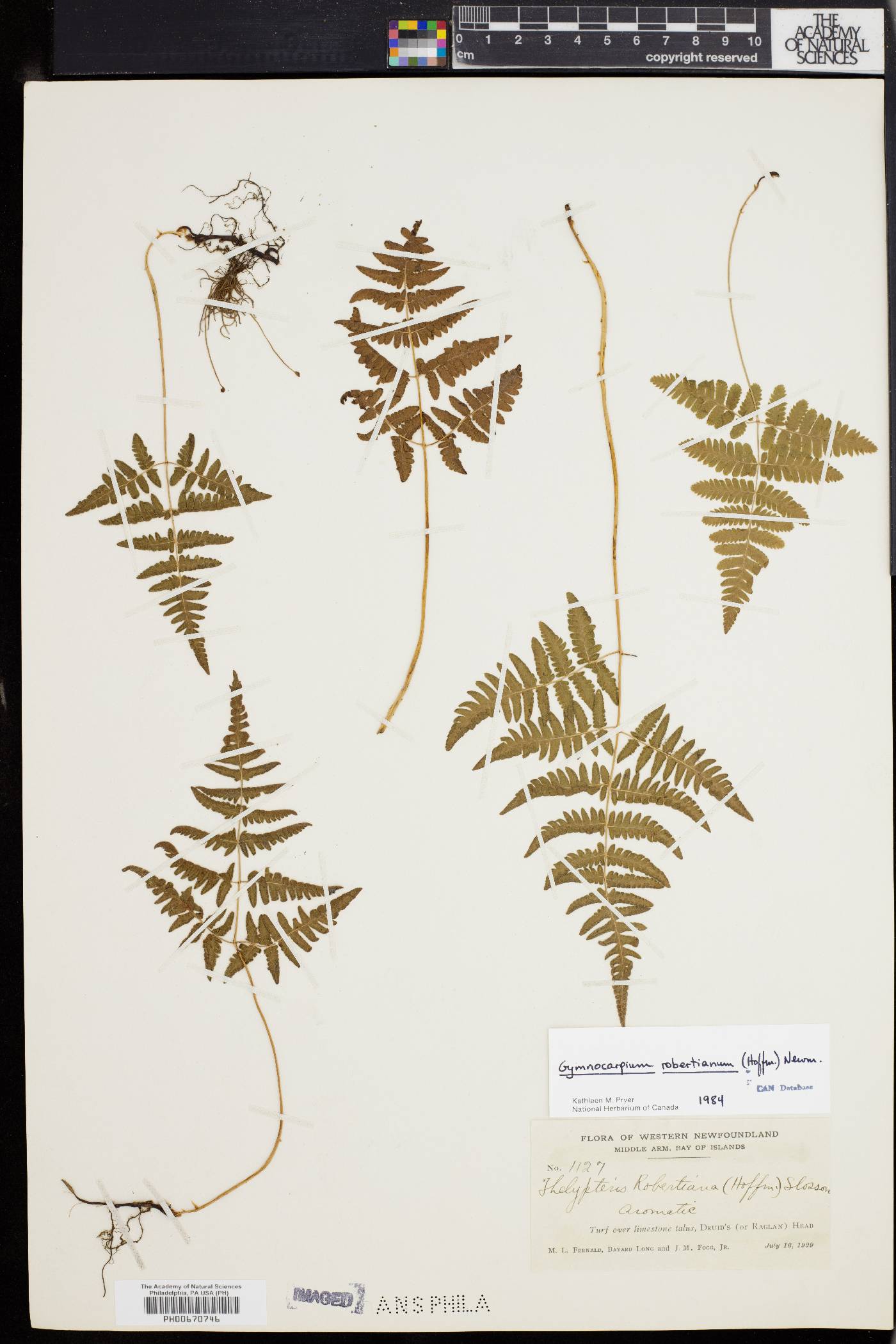 Gymnocarpium robertianum image