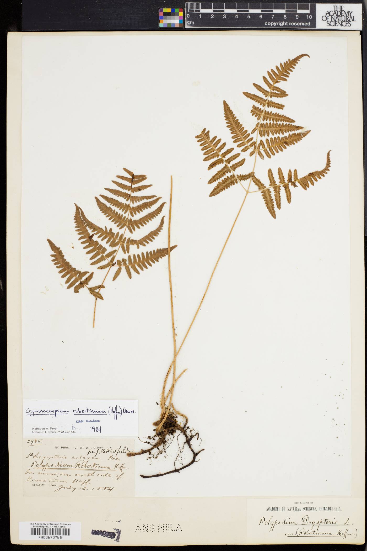 Gymnocarpium robertianum image