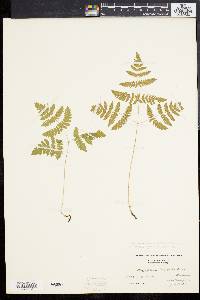 Gymnocarpium dryopteris image