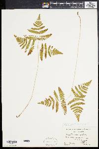 Gymnocarpium dryopteris image