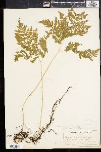 Gymnocarpium dryopteris image