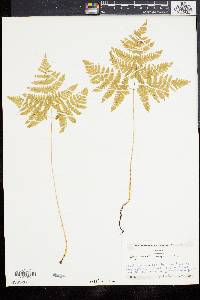 Gymnocarpium dryopteris image