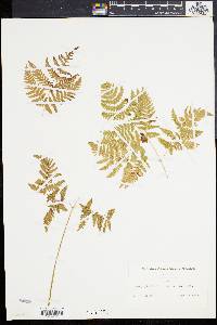 Gymnocarpium dryopteris image