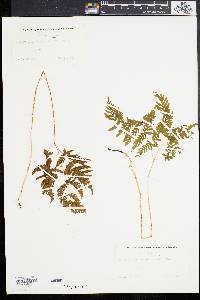 Gymnocarpium dryopteris image
