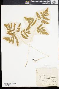 Gymnocarpium dryopteris image