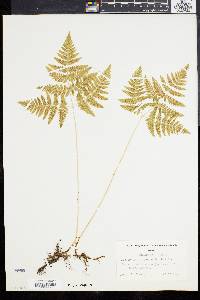 Gymnocarpium dryopteris image