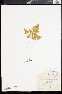 Gymnocarpium dryopteris image