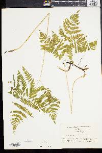 Gymnocarpium dryopteris image