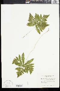 Gymnocarpium dryopteris image