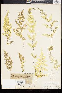 Gymnogramma sulphurea image