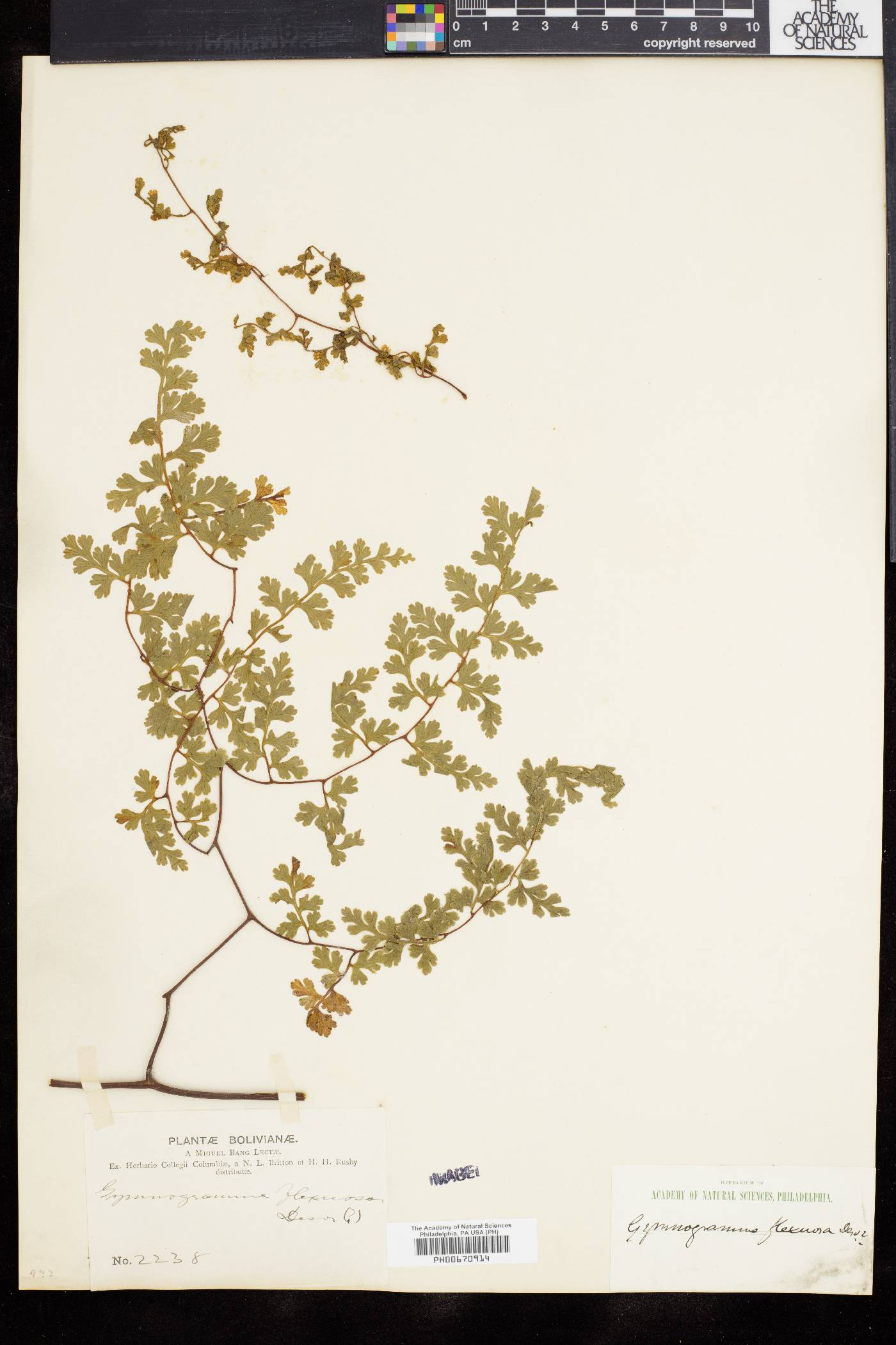 Gymnogramme image