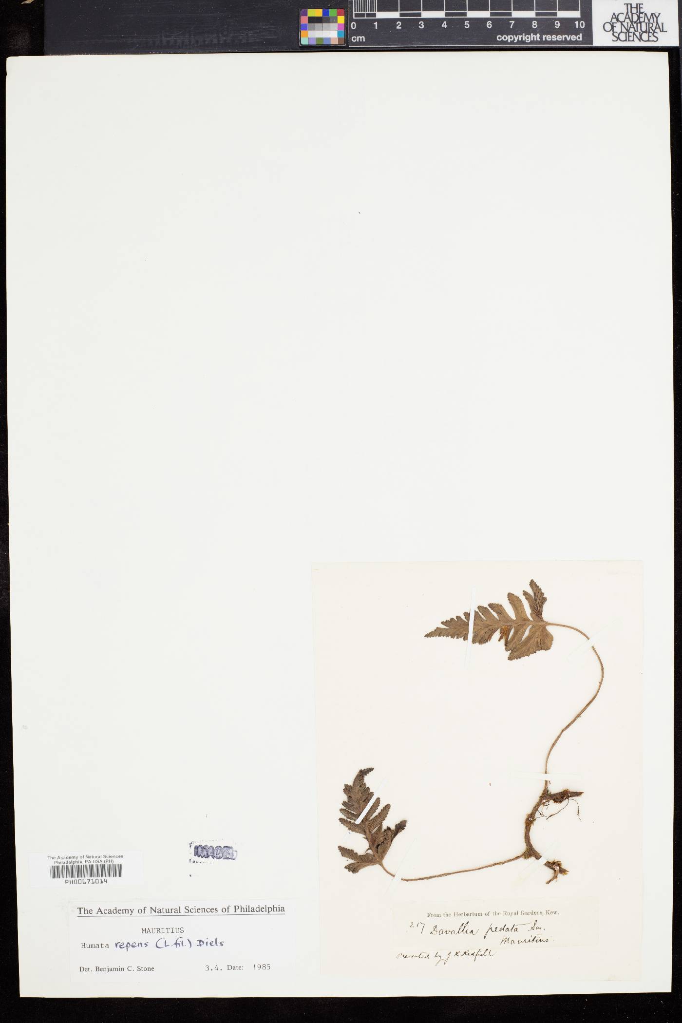 Humata repens image