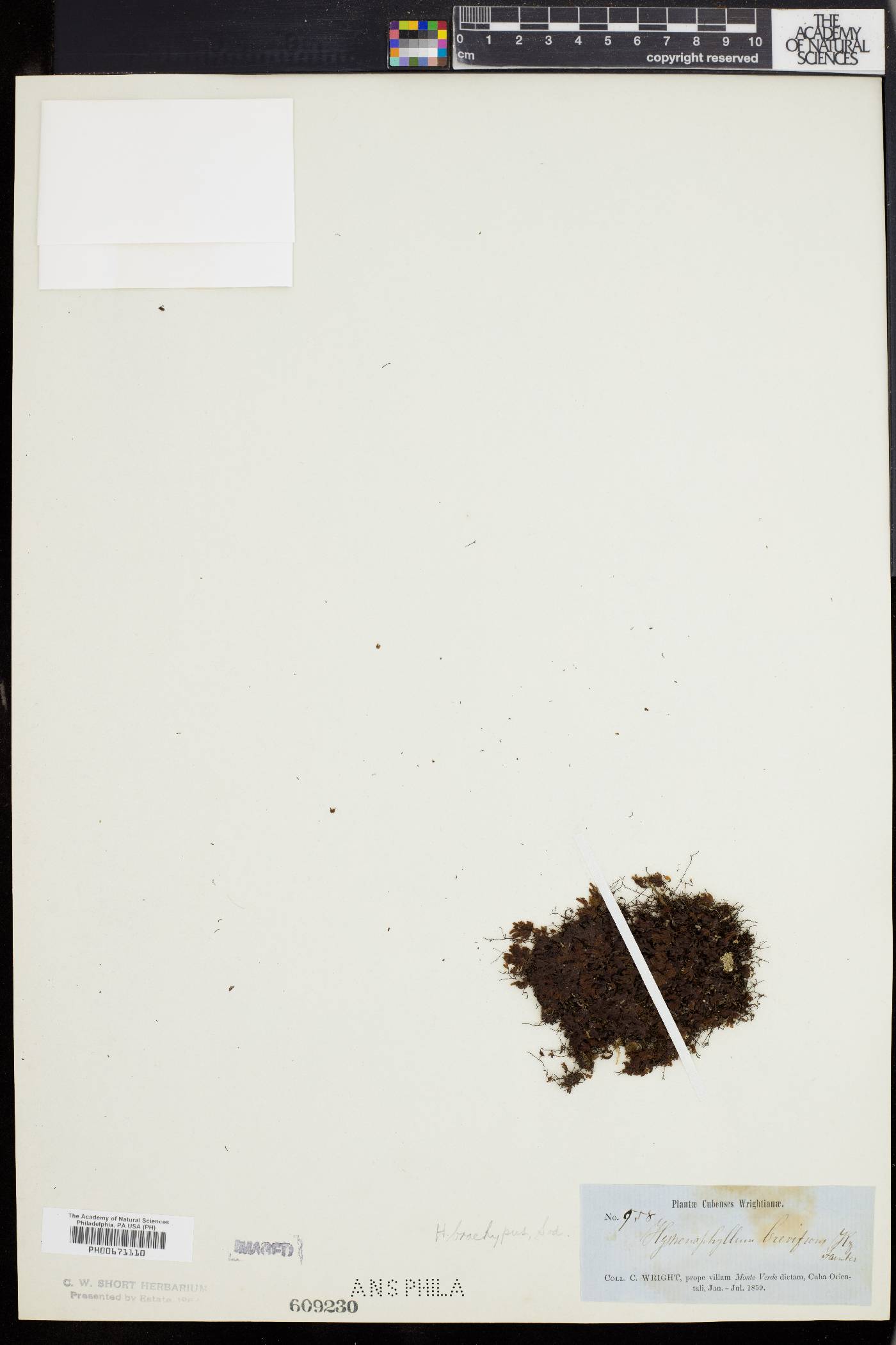Hymenophyllum brevifrons image