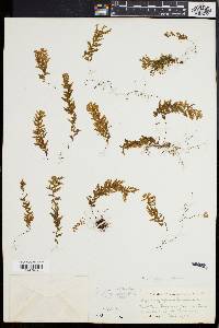 Hymenophyllum elegans image