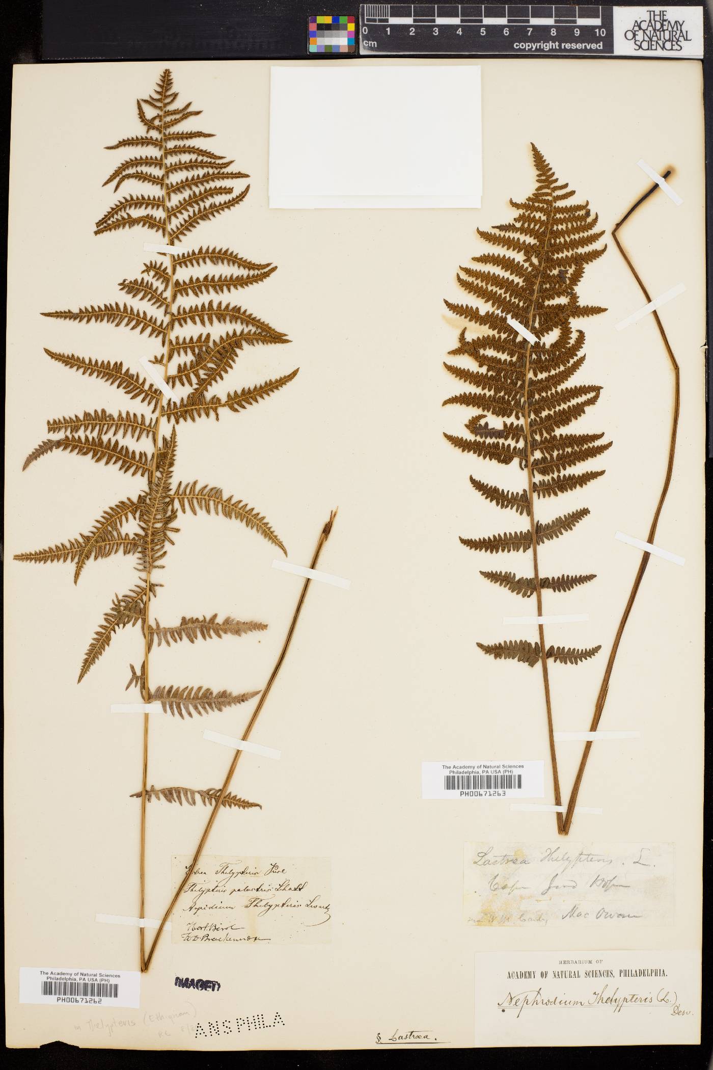 Thelypteris palustris subsp. palustris image