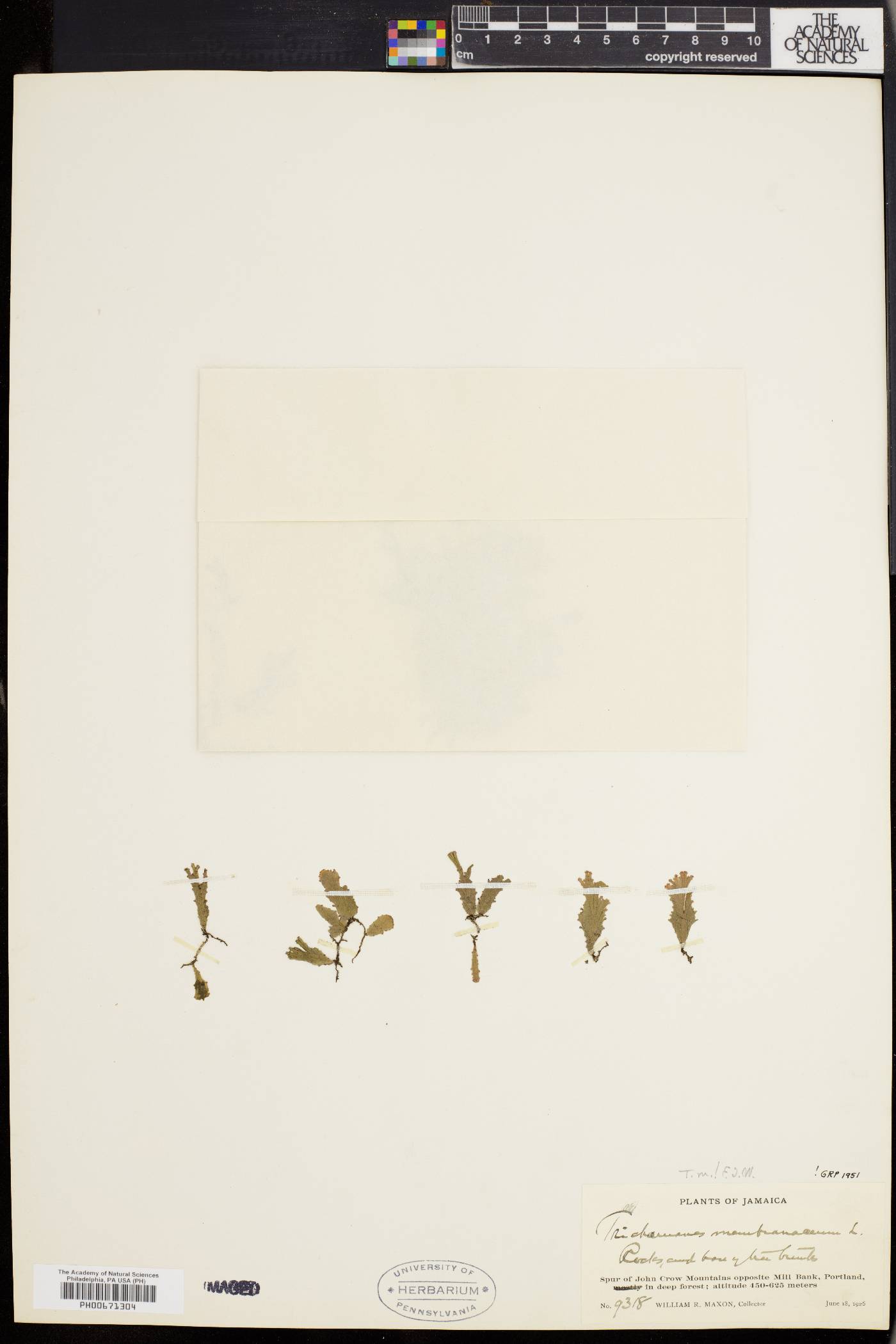 Lecanolepis image