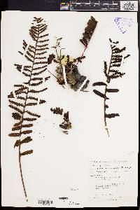 Media resource of Lecanopteris carnosa