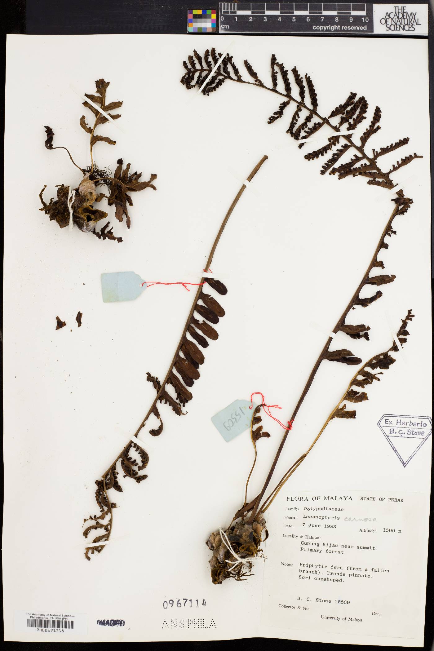 Lecanopteris carnosa image