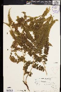 Lindsaea scandens image